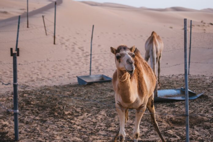 dubai-safari-park-tickets
